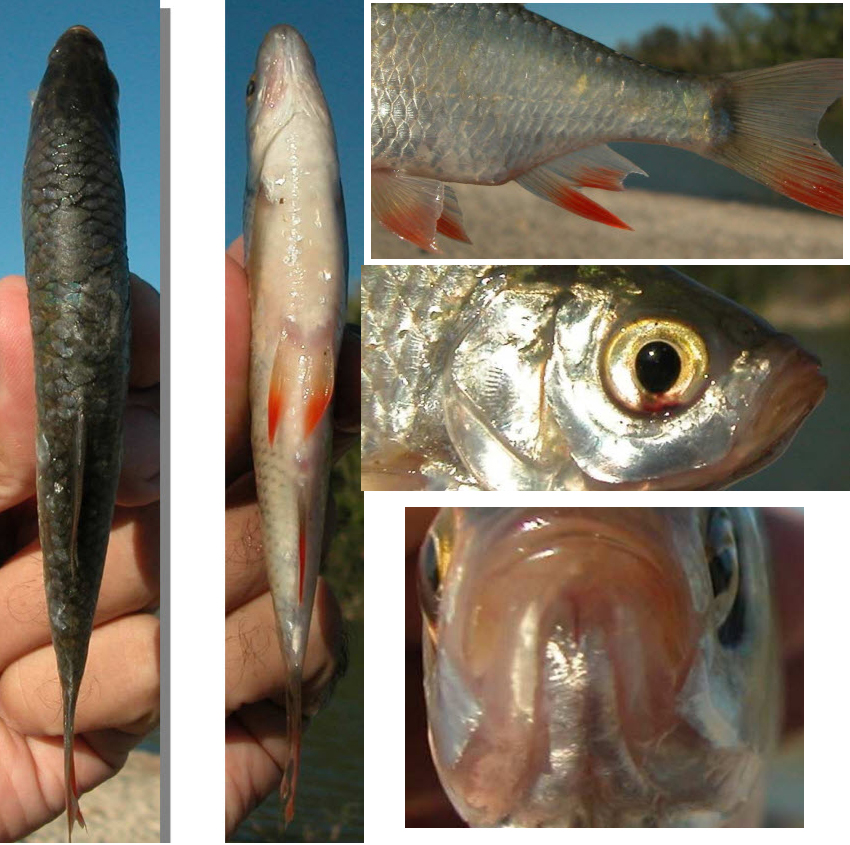 Scardinius erythrophthalmus_09.jpg